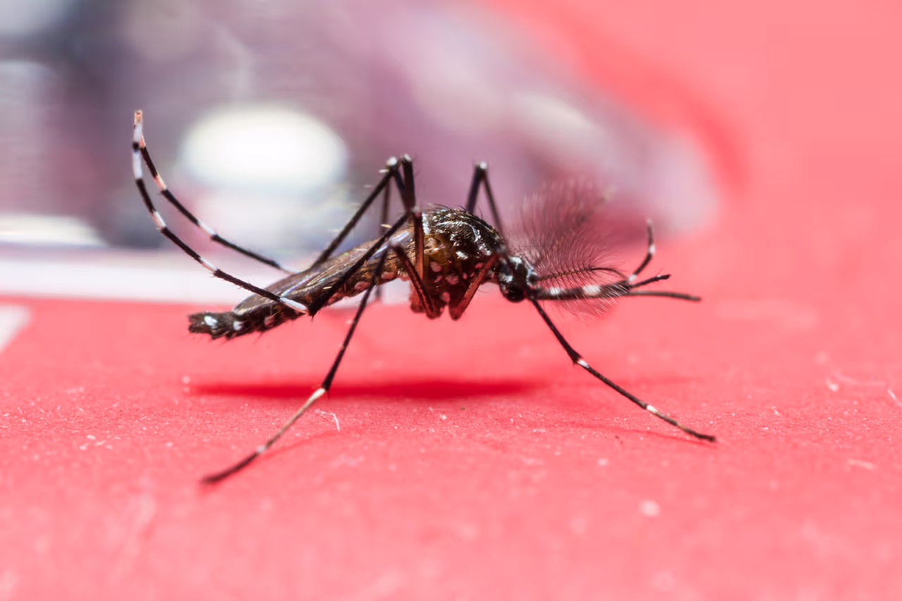 Prepárese para la temporada de mosquitos en Miami y conozca a quiénes ...