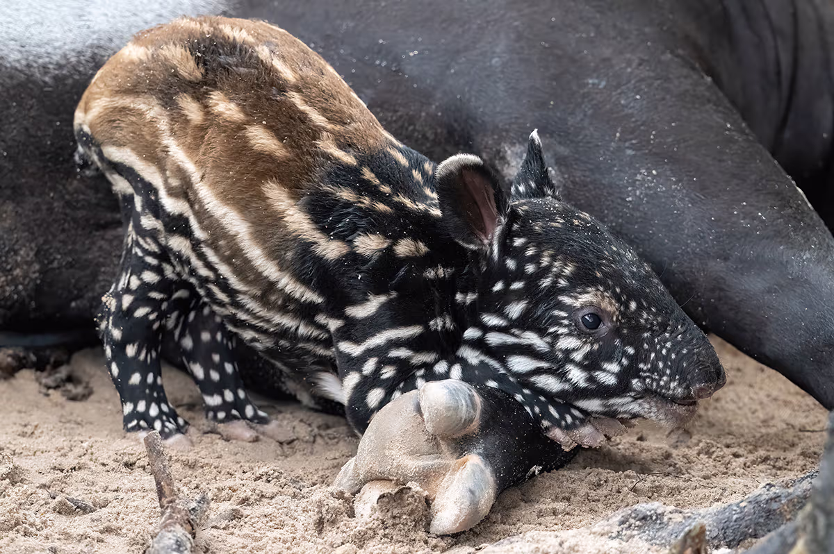 Tapir malayo en peligro de extinción nació en el Zoológico de Miami ...