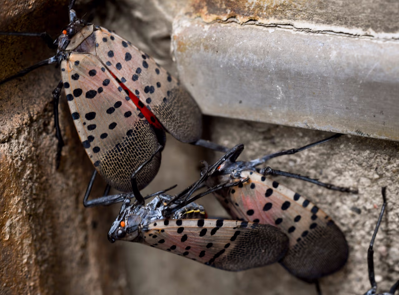 La mosca linterna con manchas llega a la ciudad de Nueva York ...