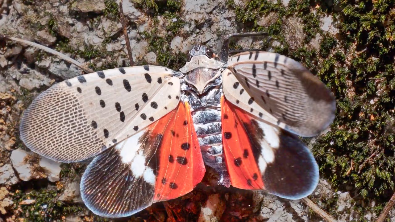 Mosca linterna de manchas negras: una plaga que ataca cultivos en Nueva ...