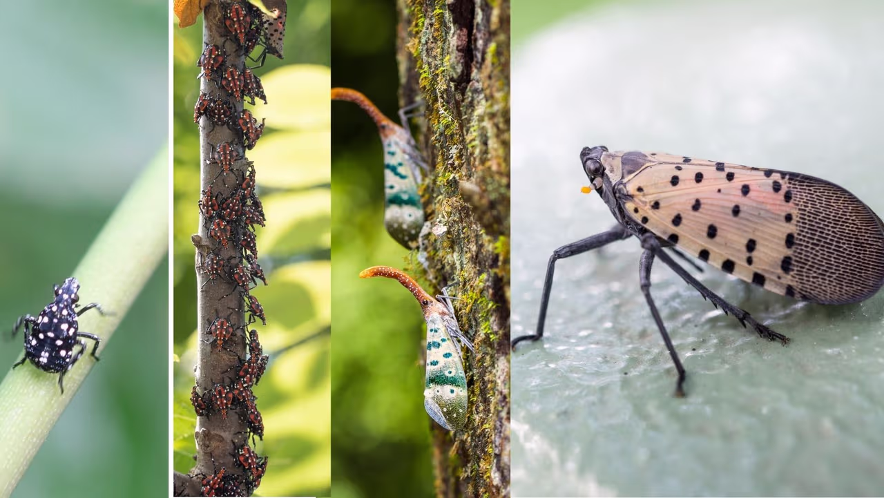Pensilvania incluye 11 condados a la cuarentena por la mosca linterna ...