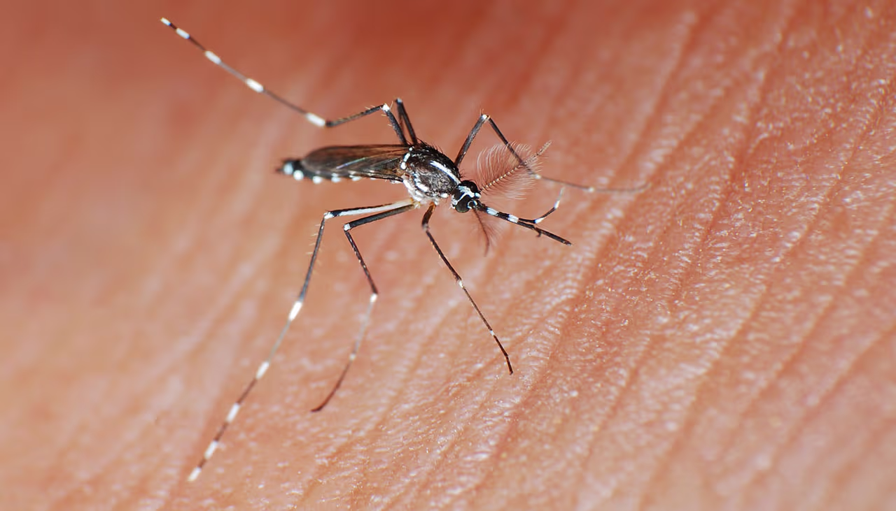 Florida has largest local dengue outbreak in decades, say officials