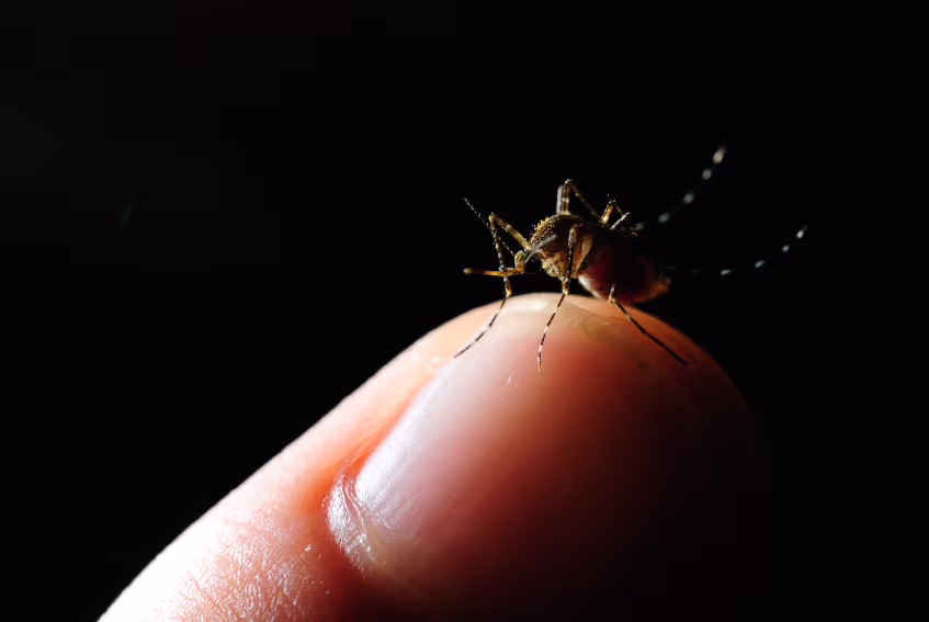 Florida Confirms First Dengue Death Amid Major Outbreak in Hillsborough County