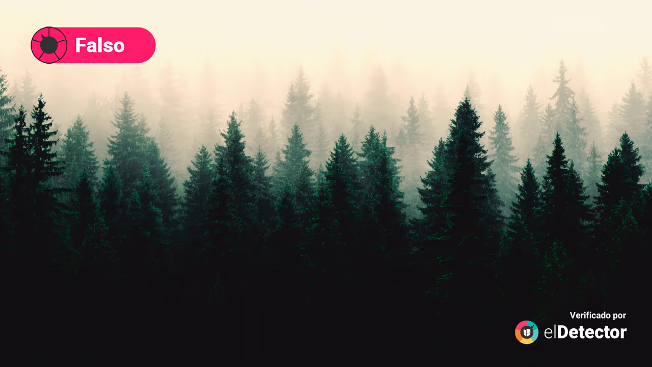 Image accompanying Los bosques se deforestan por usar pinos naturales en Navidad.