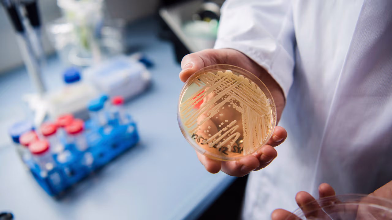 El hongo mortal Candida auris se expande en Estados Unidos, superando los 3,000 casos en más de 20 estados