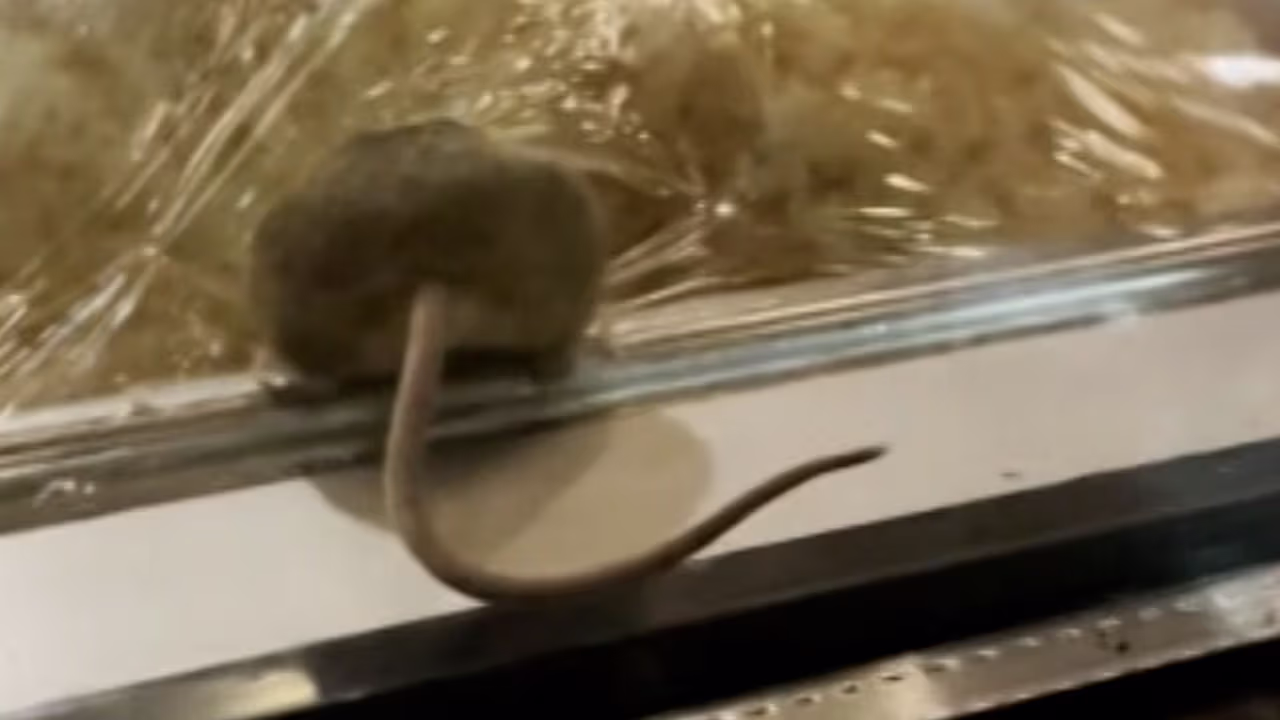 Un restaurante cierra tras video viral de un roedor paseando sobre el ...