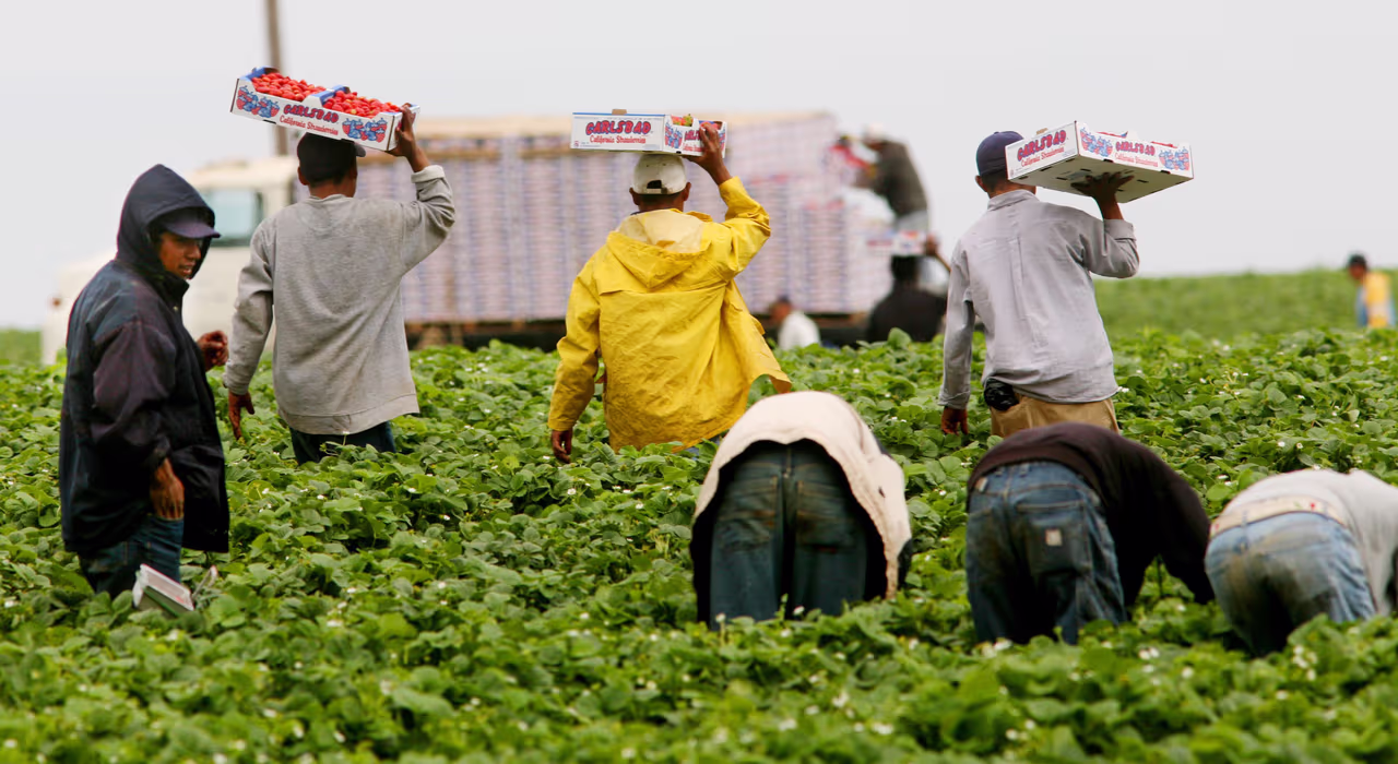 La misteriosa enfermedad renal que está afectando a trabajadores inmigrantes en Texas: ¿qué se sabe? | N+ Univision Inmigración