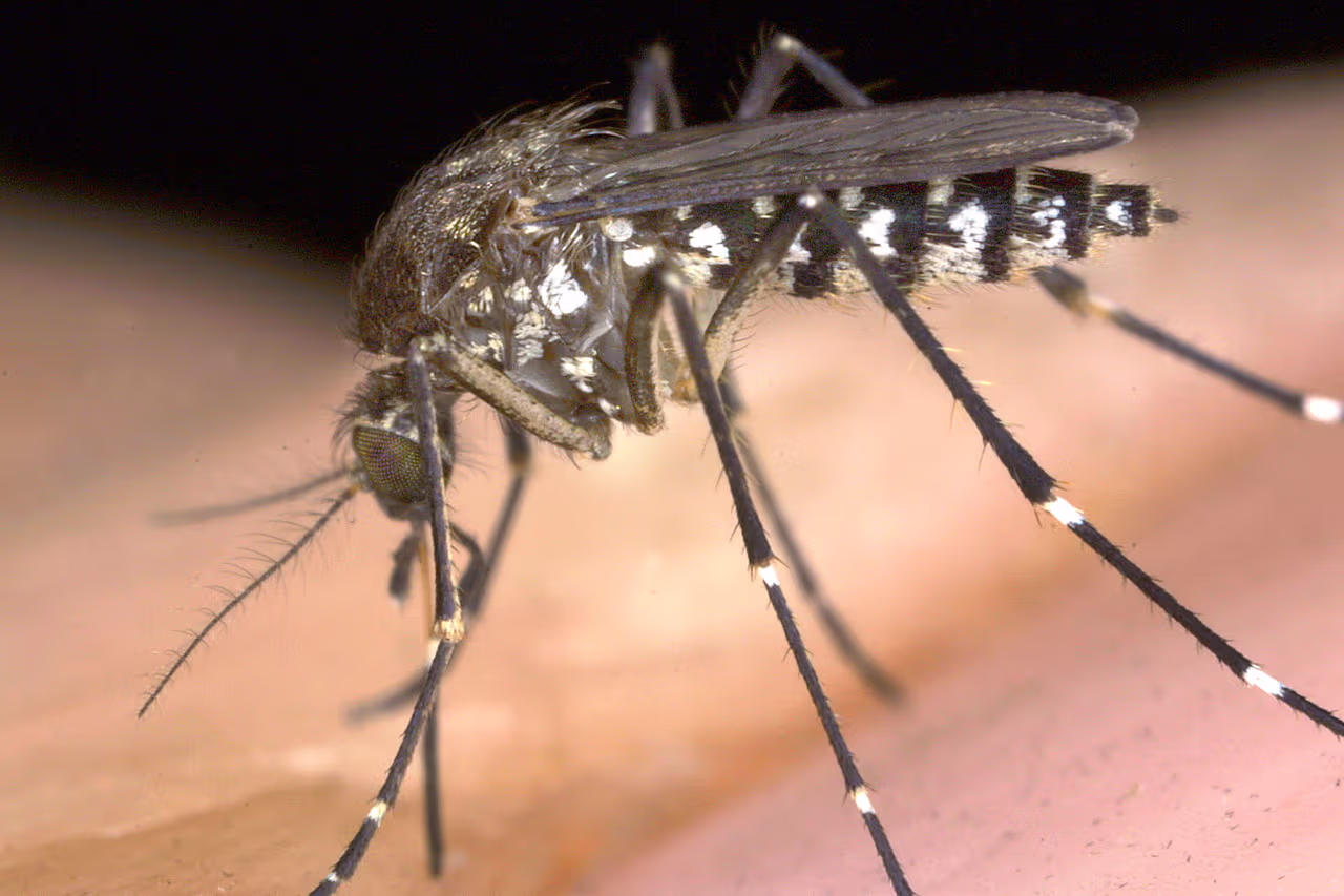 Tres muertos por brote de malaria cerca del aeropuerto de Frankfurt: lo que debes saber sobre el contagio y los síntomas