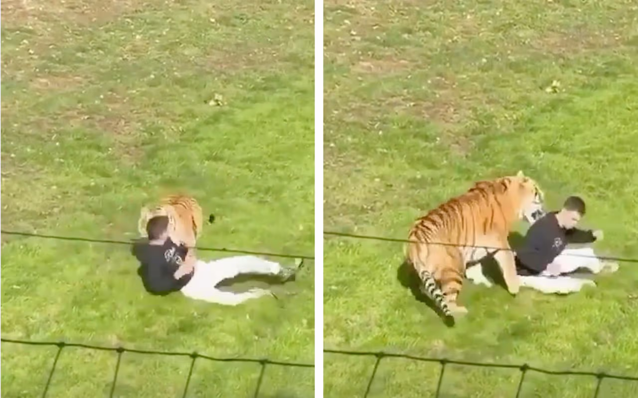 Un hombre fue atacado por un tigre en un parque de vida silvestre