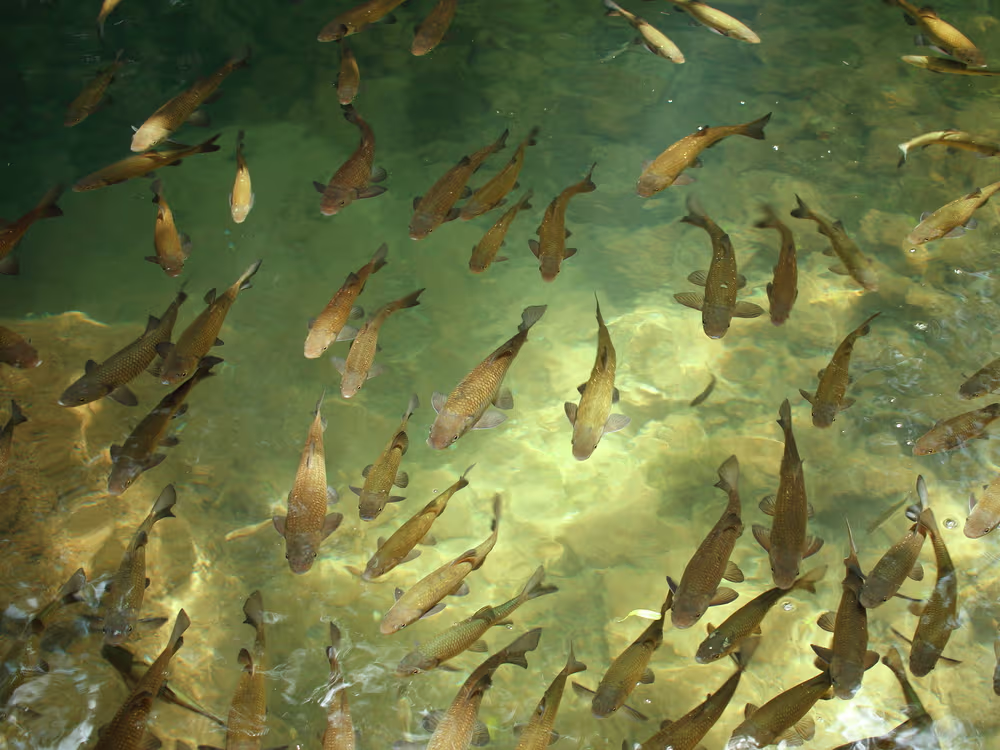 Consumir un pescado de río o lago de EEUU equivale a beber agua ...