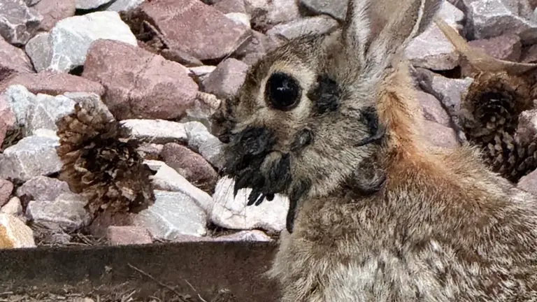 Virus del papiloma de conejo: la causa detrás de los tentáculos que le ...