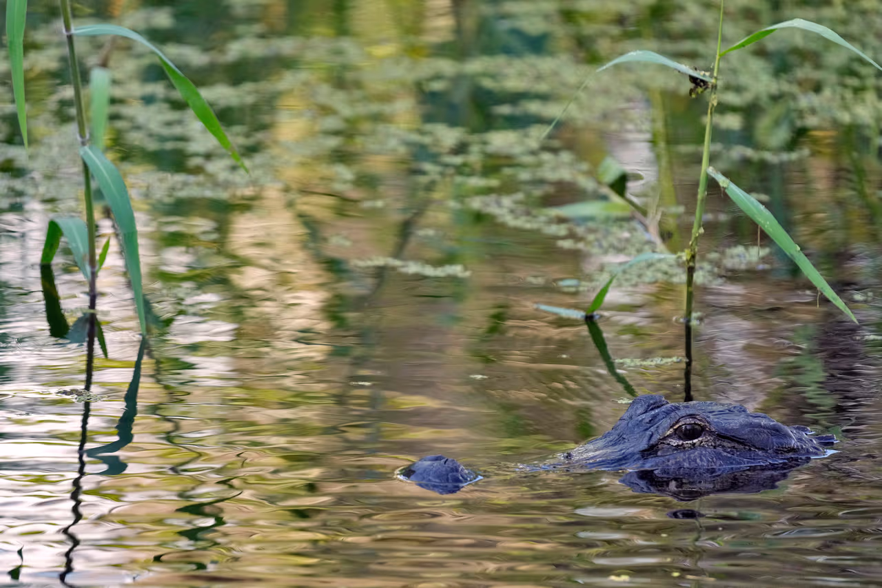 Muere pescador en ataque de caimán junto a un lago en Florida