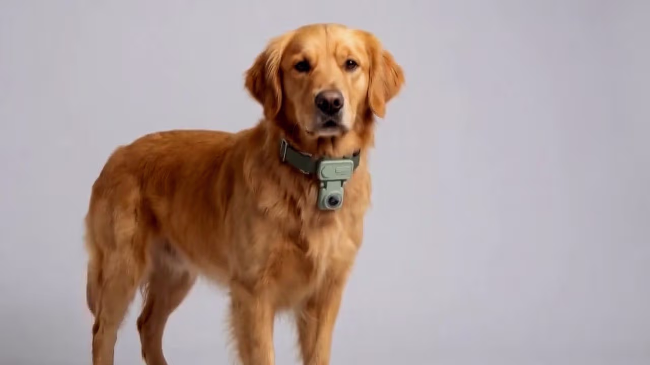¿Tu perro te puede llamar? Presentan Pet POV, el dispositivo para ...