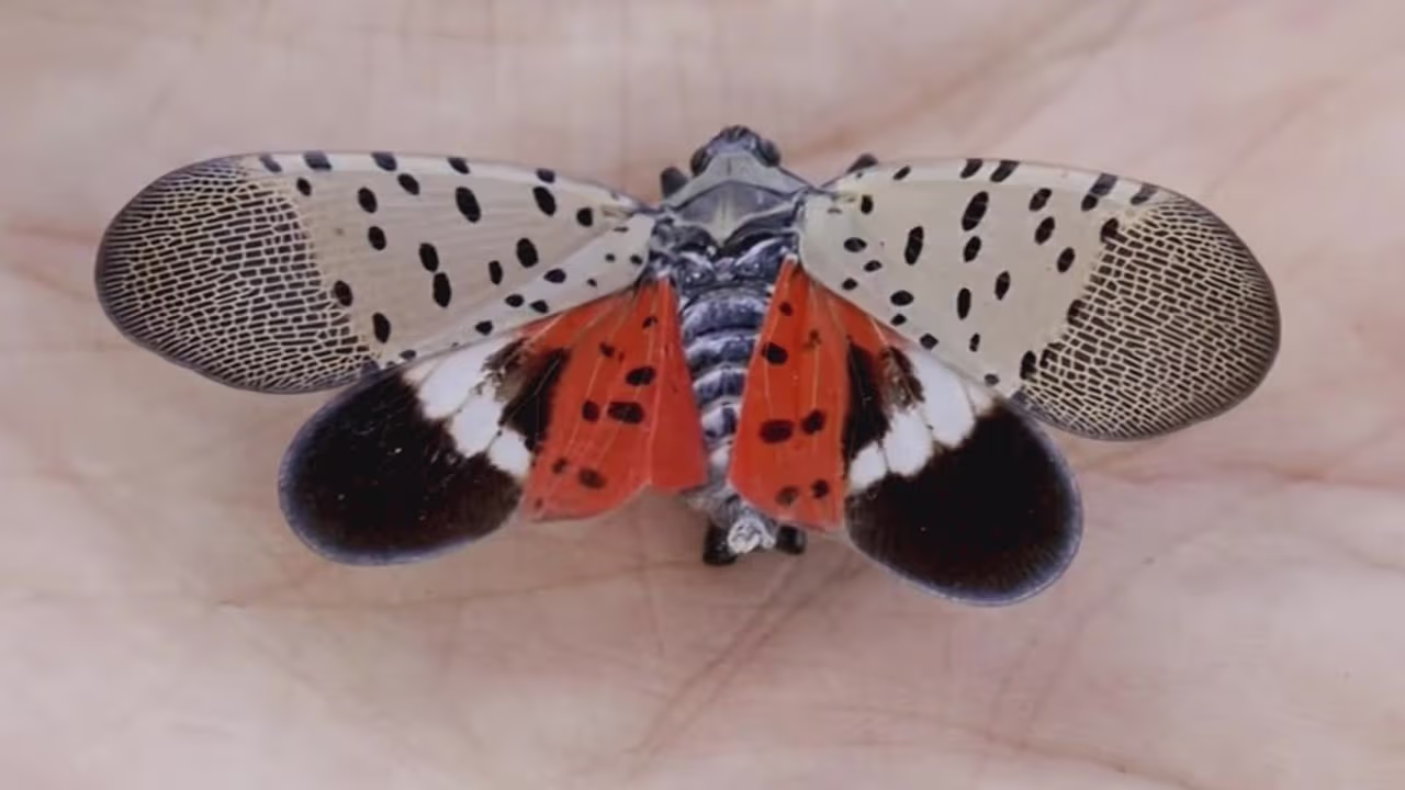 Lo que se sabe de la mosca linterna, que daña plantas y preocupa a ...