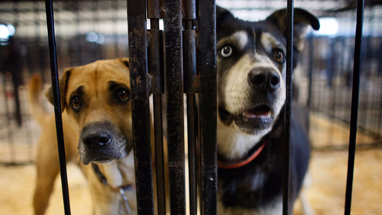 México inaugura su primer hotel para alojar perros y gatos abandonados ...