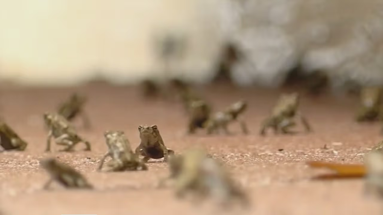 Así trabaja una “cazadora de sapos” para exterminar una plaga de estos ...