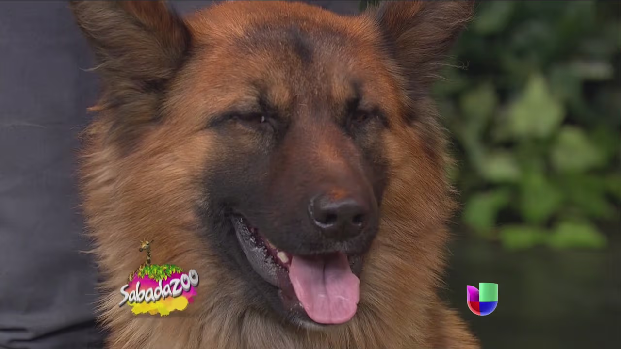 Mujer arriesga su vida para salvar a un perro de la calle | Shows ...