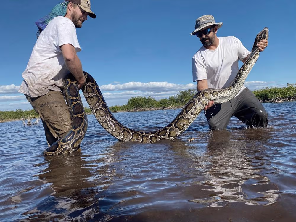 A new study called the python threat in Florida "one of the most ...