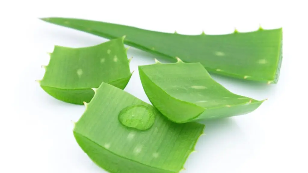 aloe vera oil skin Aloe Vera Jelly Unscented  Plant Therapy