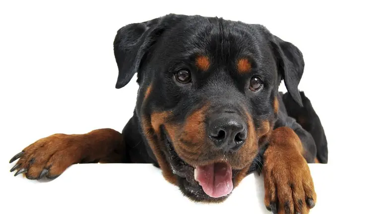 Razas de perros: Rottweiler | Estilo de Vida Hogar | Univision