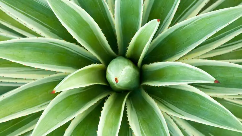 Propiedades del agave | Estilo de Vida Bienestar | Univision