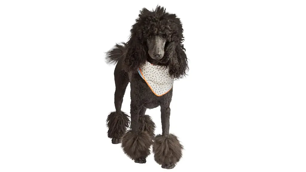 Una bandana coqueta para mascotas