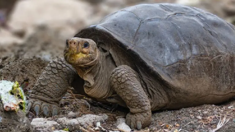 Confirman que una tortuga hallada en Galápagos es de una especie que se creía extinta hace más de un siglo